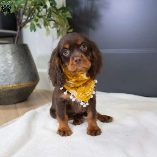 Parker, Cavalier King Charles Spaniel Puppy
